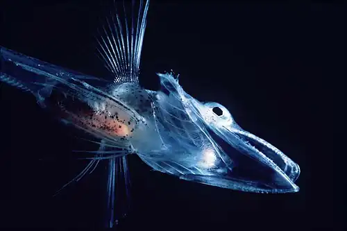 Image 26Fish of the Notothenioidei suborder, such as this young icefish, are mostly restricted to the Antarctic and Subantarctic. (from Southern Ocean)