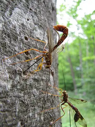 Megarhyssa macrurus, a parasitoid. The body of a female is 50 mm (2.0 in) long, with a c. 100 mm (3.9 in) ovipositor