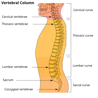 The lumbar region in regards to the rest of the spine