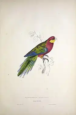 A mainly red and green parrot