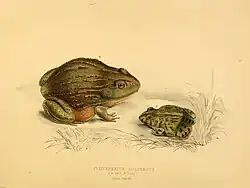 Adult and juvenile