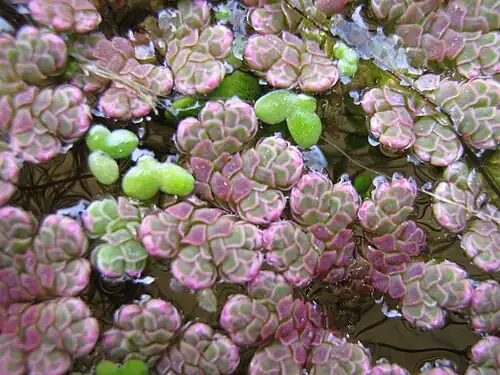 A.&nbsp;filiculoides (pink-tinged) with Lemna minor
