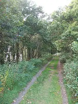 Path in Pengelli Forest From geograph.org.uk 19 September 2009