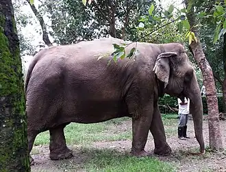 Indian Elephant