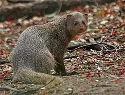 Gray mongoose