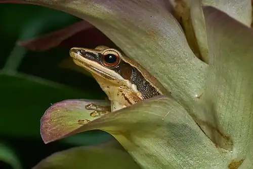 Lateral view