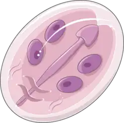 Cyst of Giarda intestinalis