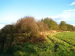 Round Hills earthwork