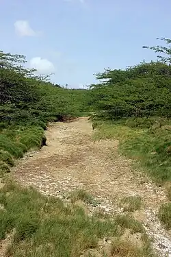 A dry stream bed in a shrubland