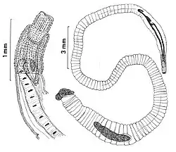 Two line drawings of a female (left) and male (right) Intraproboscis sanghae, a parasitic worm.