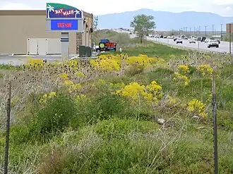 Dyer's woad's escape to disturbed roadsides