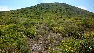 View of the vegetation, mostly composed of orioval (Withania frutescens).