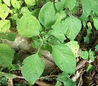 close-up of the seedlings