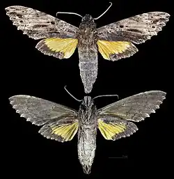 Isognathus leachii
