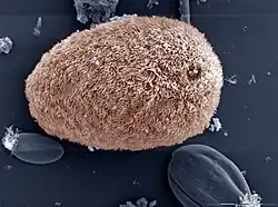 Isotricha intestinalis, a commensal ciliate in the rumen of sheep