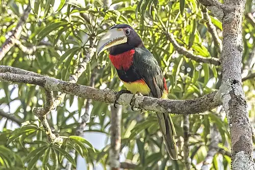 Ivory-billed aracari (Pteroglossus azara flavirostris) Rio Napo.jpg