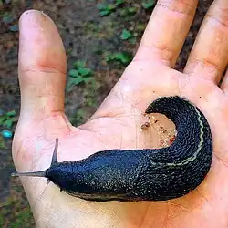 Limax cinereoniger, the world's largest[citation needed] terrestrial slug.