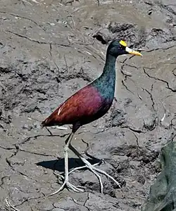 Northern Jacana at Palo Verde National Park.