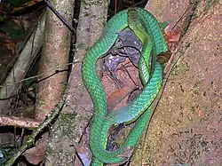 green snake on a tree from above