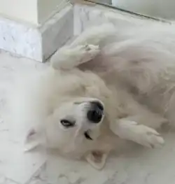 A 10 Year Old Japanese Spitz Lying Down
