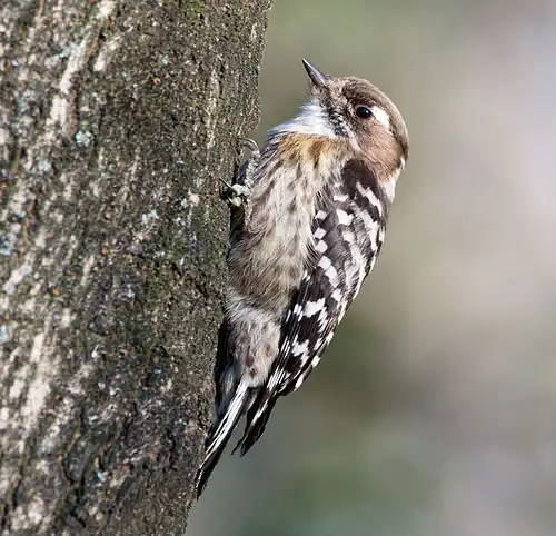Japanese pygmy woodpecker in Sakai, Osaka, February 2016