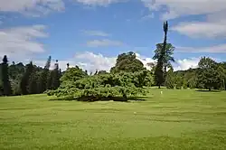 Java fig tree at the Great lawn