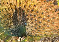 The elaborate tail feathers of the Javan green peafowl