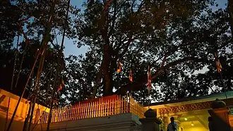 Jaya Sri Maha Bodhi, Anuradhapura, Sri Lanka