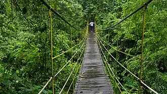 Suspension bridge at Sangkima Jungle Park (Kutai National Park)