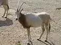 Scimitar Oryx