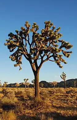 Joshua tree (Yucca brevifolia), Joshua Tree National Park