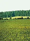 Soy field near Junín, Buenos Aires Province