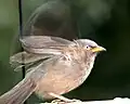 Jungle babbler