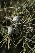 Leaves and immature cones, Tlemcen, Algeria
