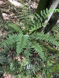 Asplenium gracillimum