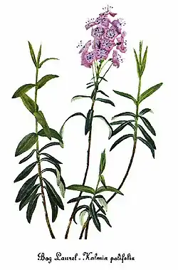 Kalmia polifolia, by Mary Vaux Walcott (1860–1940)
