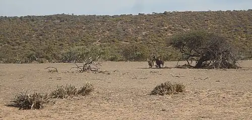 Kangaroos on Murchison House Station