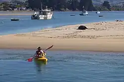 Kayakers and a Hooker's sea lion resting in Karitane Harbor