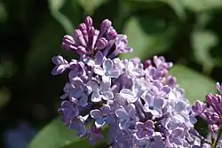Lilac (Syringa vulgaris), valvate aestivation