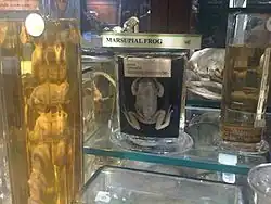 Gastrotheca griswoldi