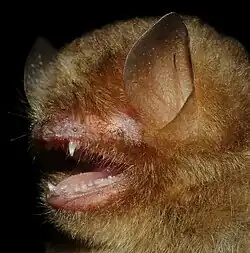 Brown bat head