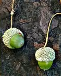 Immature acorns of a 'Nadler' cultivar