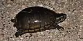 Mississippi mud turtle (Kinosternon subrubrum hippocrepis), Chambers County, Texas