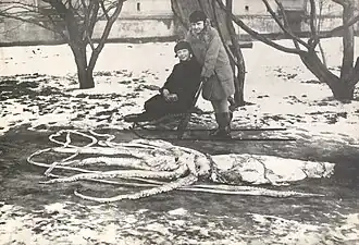 #101 (4/3/1928) Specimen found washed ashore in Ranheim, Norway, measuring around 7.9&nbsp;m in total length