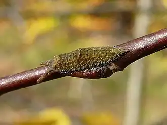Caterpillar