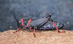 Side view of D. s. spumans