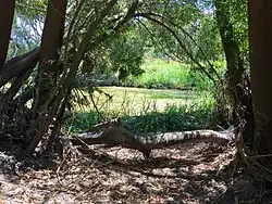 The western riverbank of Kororoit Creek, south of Forrest St.