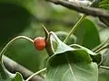 Fruiting Ficus krishnae