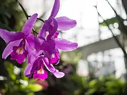 Close-up of a flower.