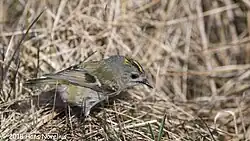 Goldcrest, Landsort, Södermanland